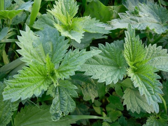Nettles for the preparation of medicinal decoction for varicose veins